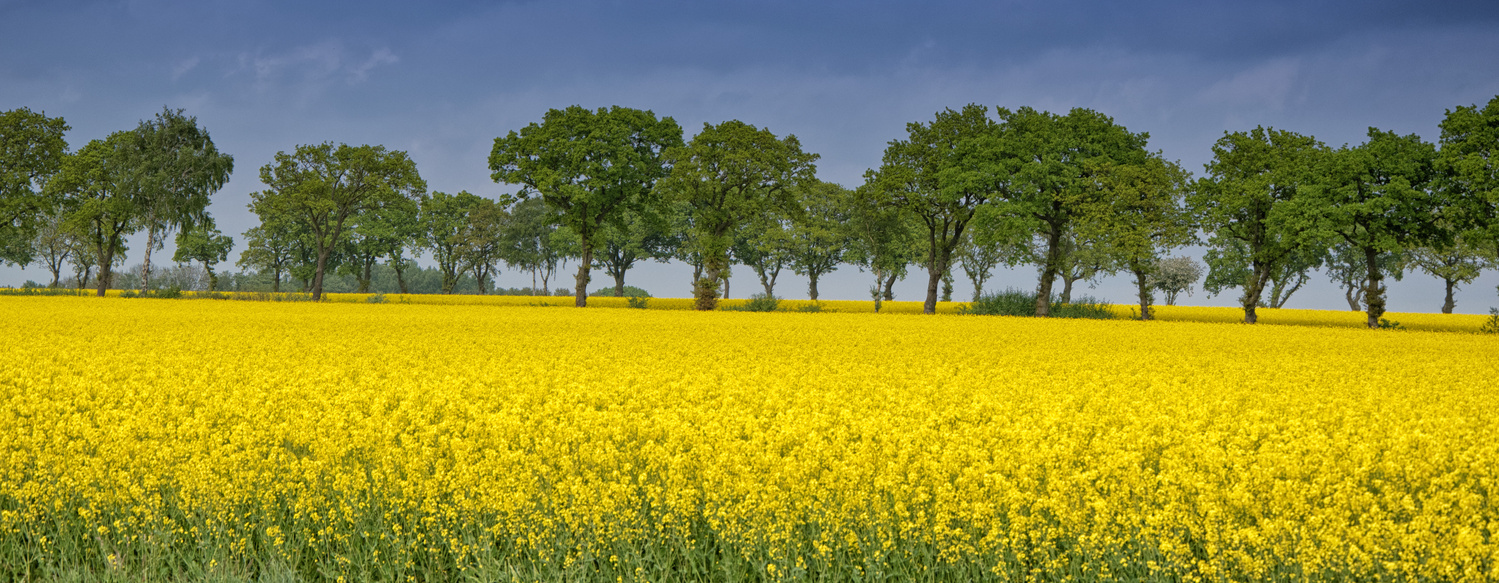 View Skåne, Sweden by Helena Johansson