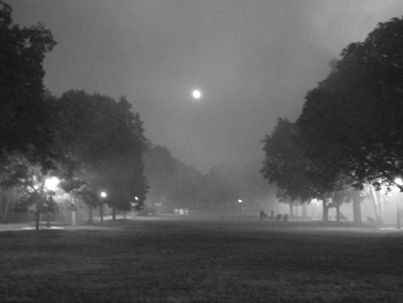 View A park after fire by Blaga Dimitrova