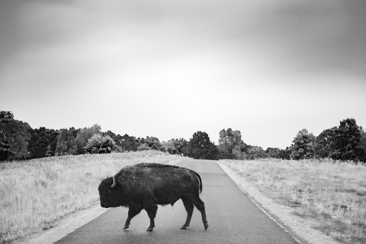 View Untitled 1 by Michael Dodd