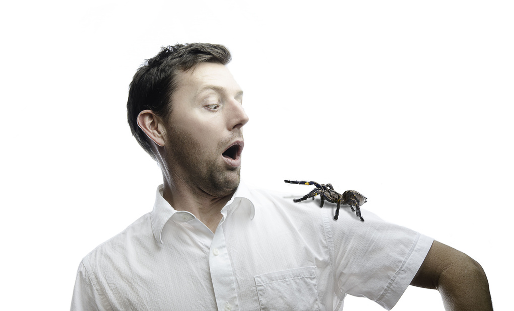 View New Pet by Jared Sorrells