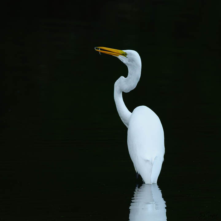 Great Egret with white plumage standing in shallow water against dark background