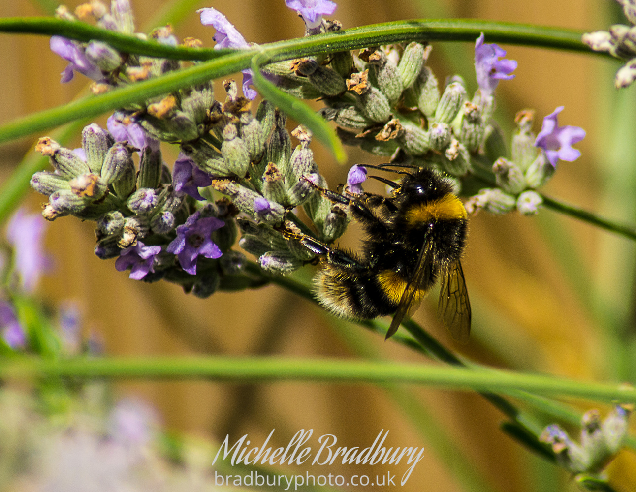 View Bumblebee on Lavender by Michelle Bradbury