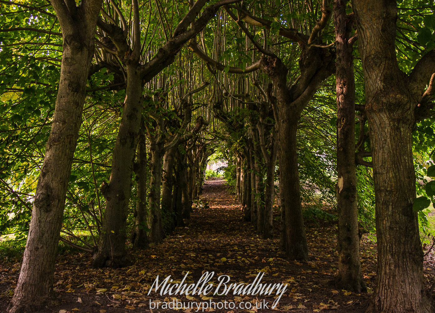 View Tunnel Of Love by Michelle Bradbury