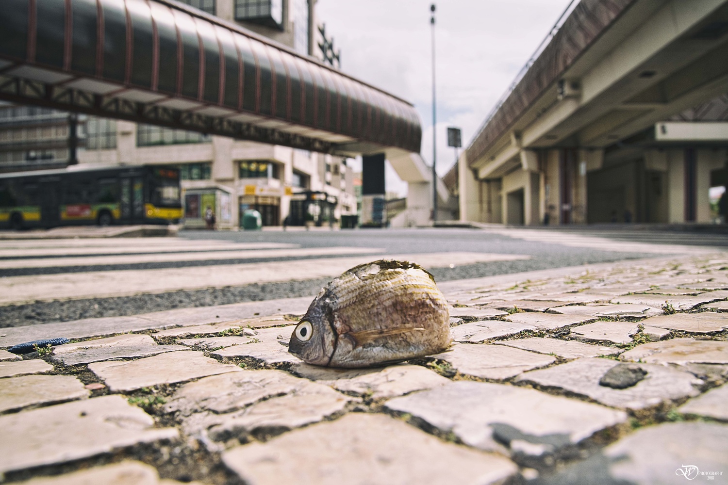 View Lost in Lisbon by Wessel Domingus