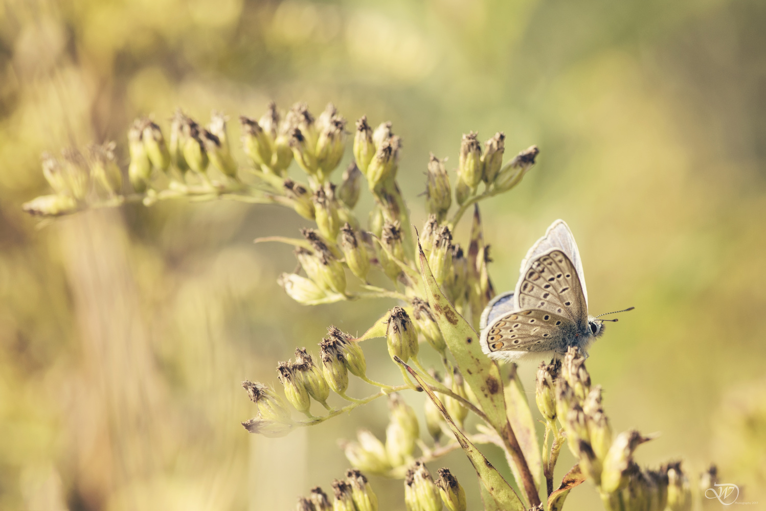 View Common Blue by Wessel Domingus