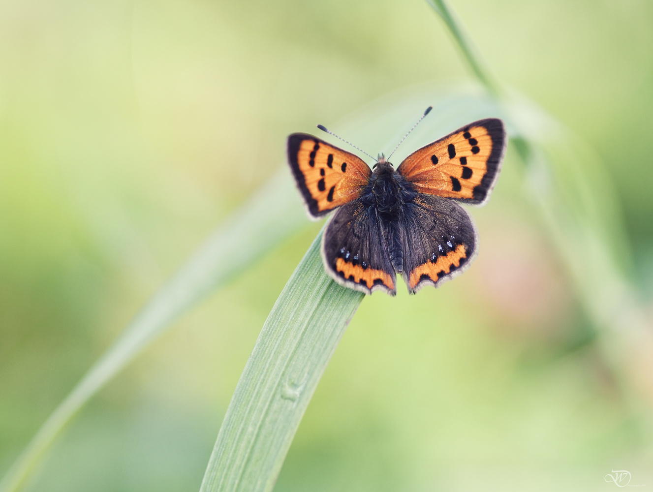 View Common Copper by Wessel Domingus