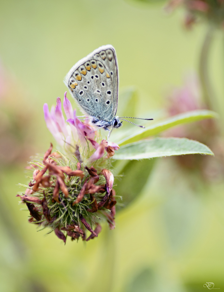 View Common Blue by Wessel Domingus