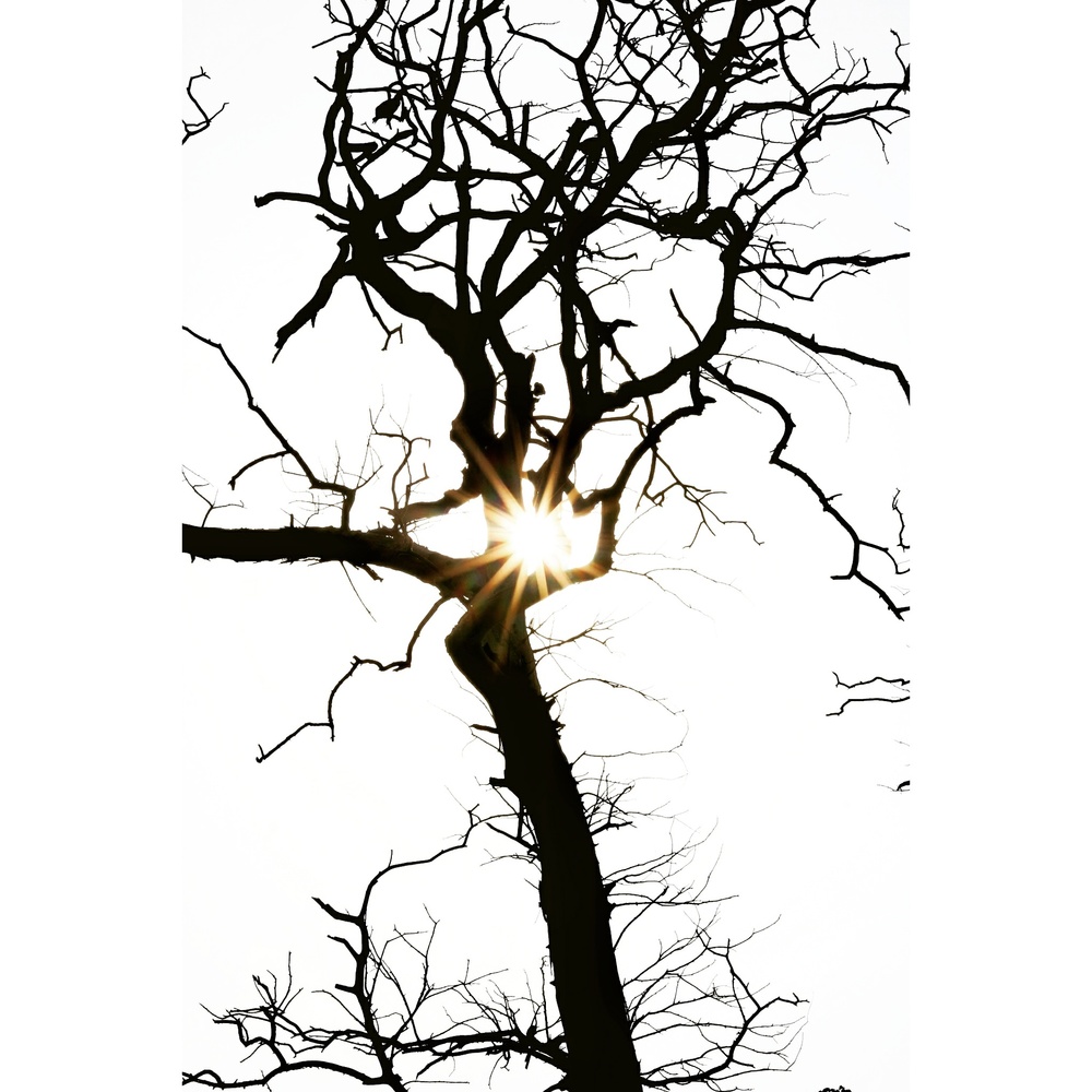 View Sun rays through the three by Ashish Gautam