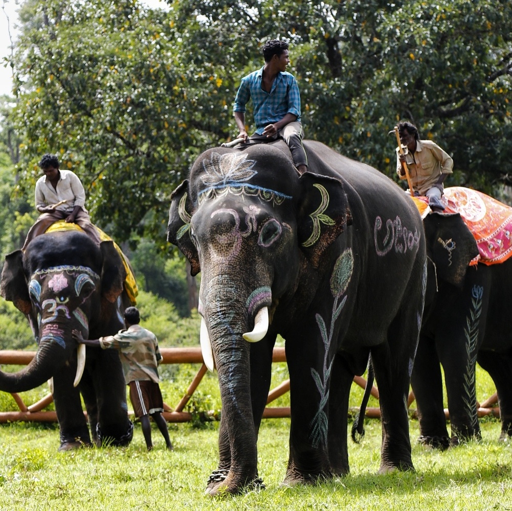 View Elephant Camp by Ashish Gautam