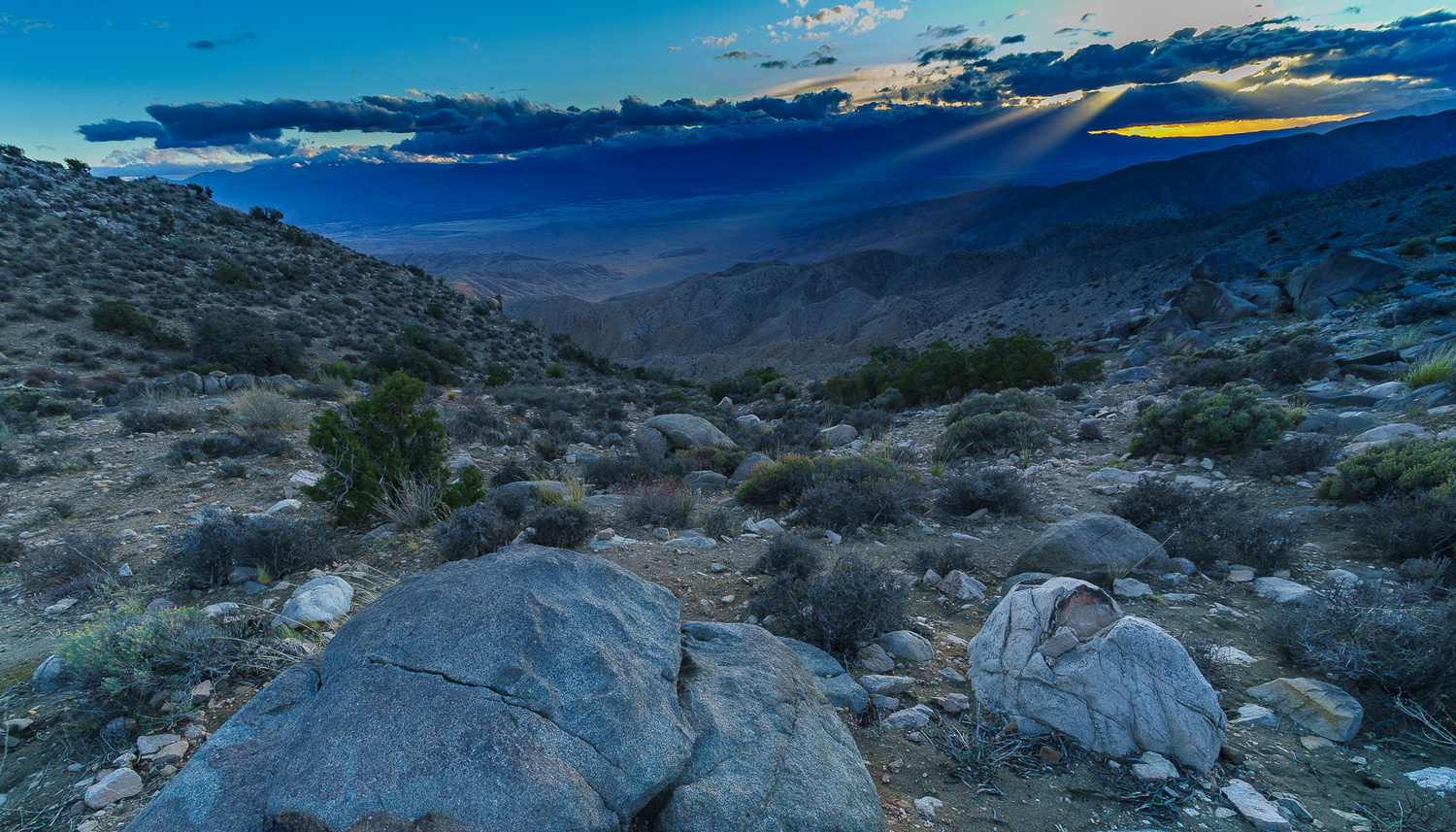 View Joshua Tree at blue hour by Keith Calandro