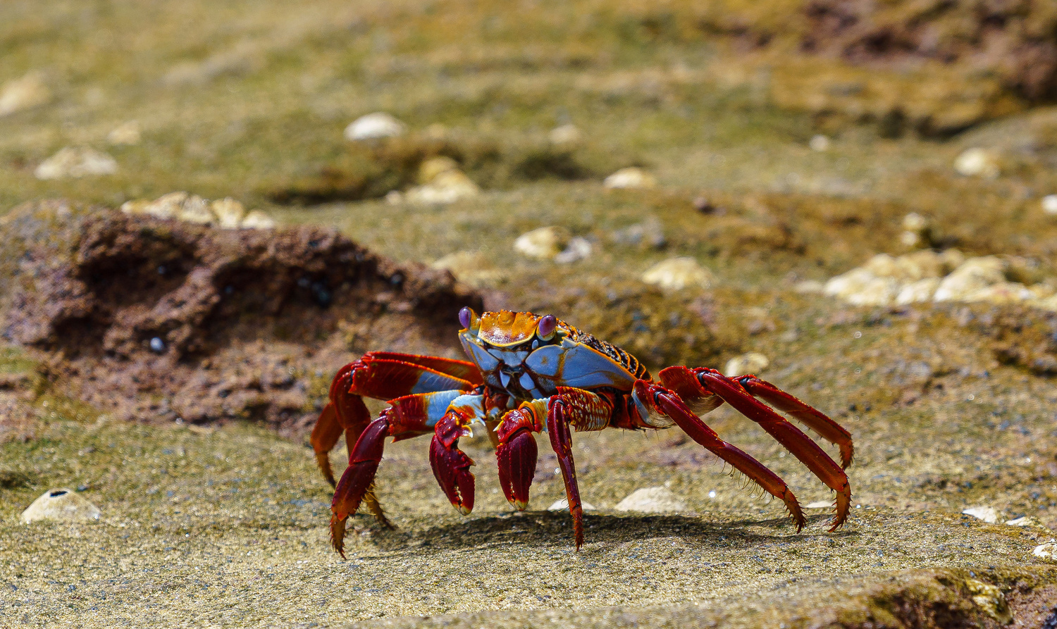 View Galapagos crab by Keith Calandro