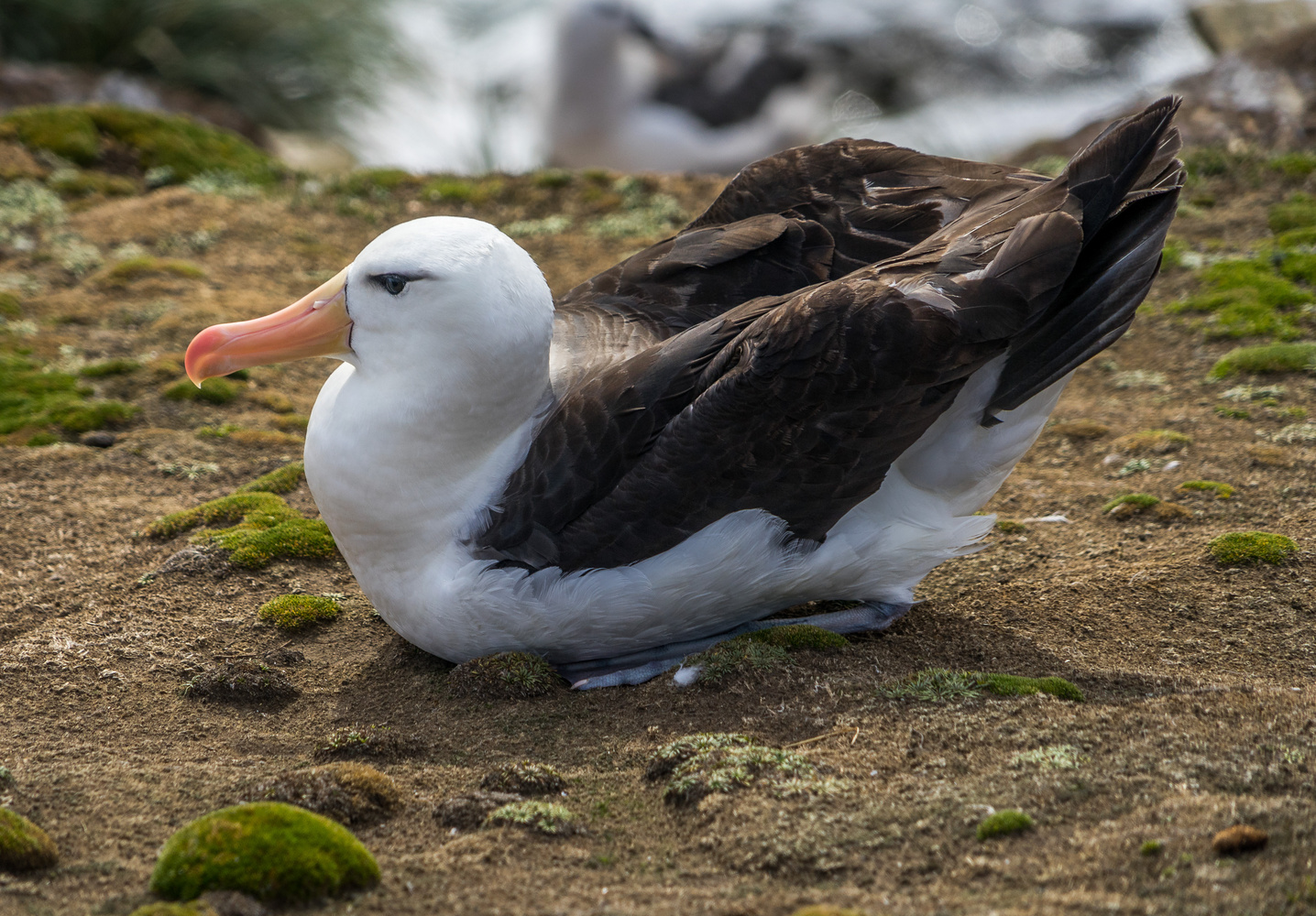View Albatross by Keith Calandro
