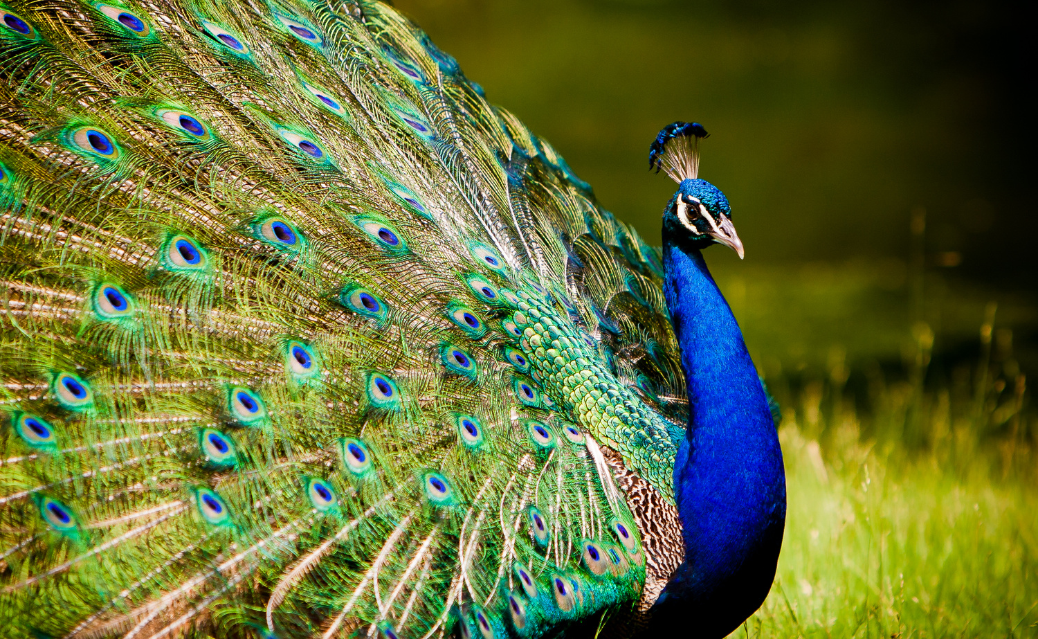 View Indian Peacock by Alan Kurian