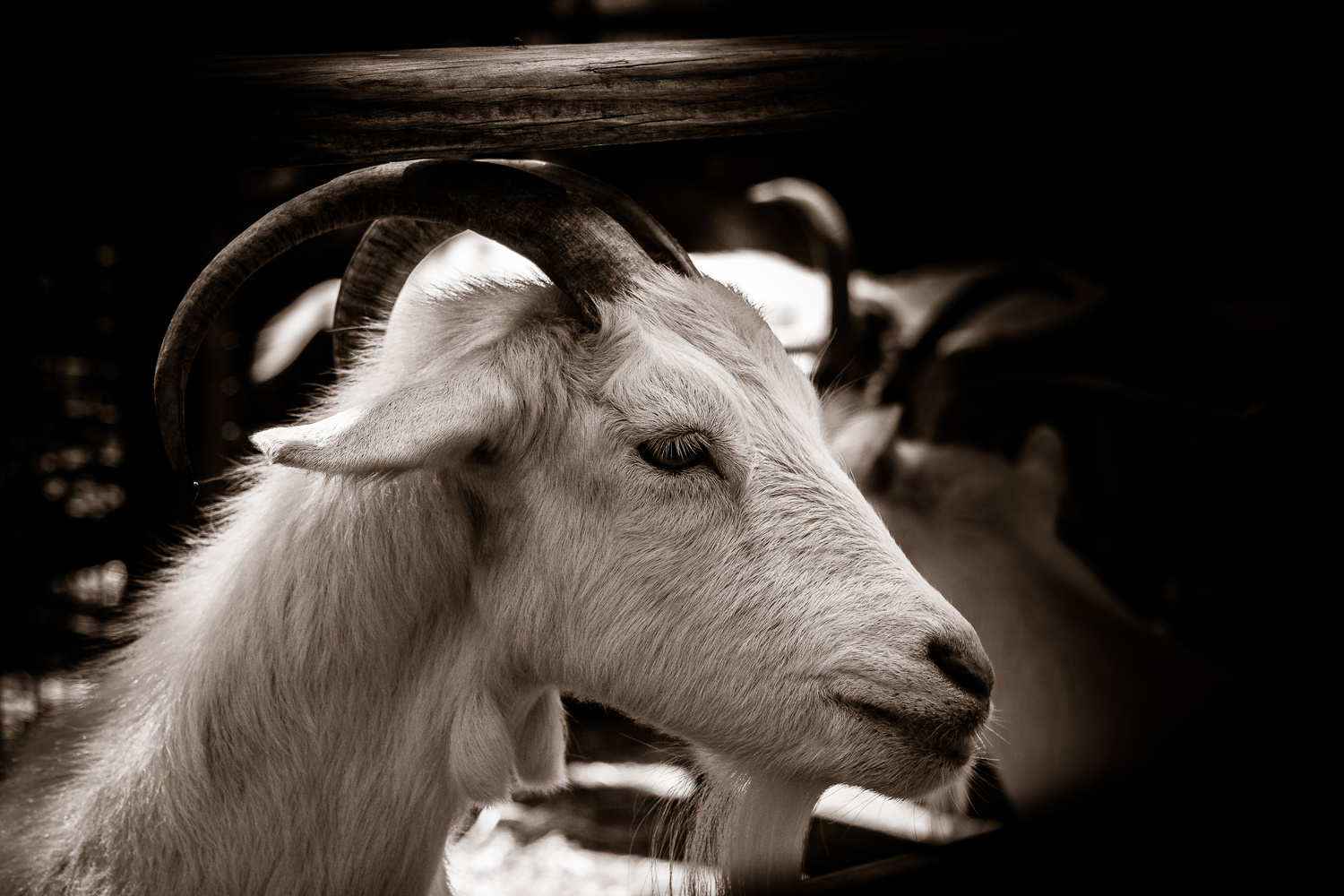 View Wild Goat by Alan Kurian