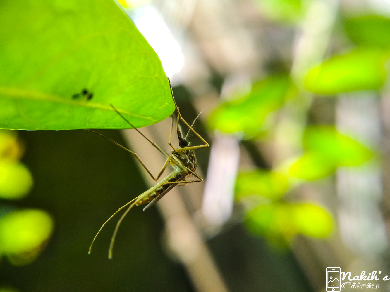 View Mosquito by Saifullah Nakih