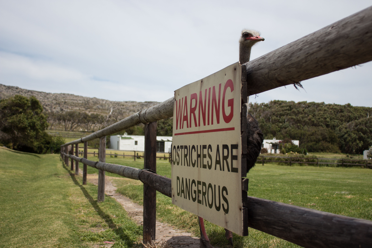 View Ostriches are Dangerous by Jacqueline Joel