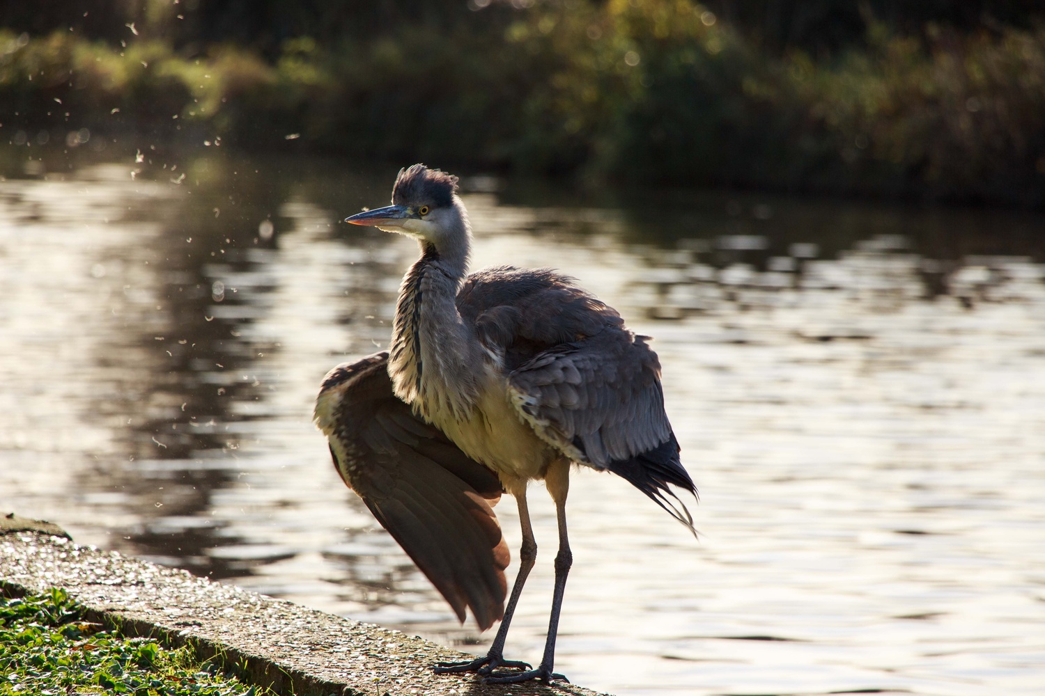 View Heron on Grand Union by Jacqueline Joel