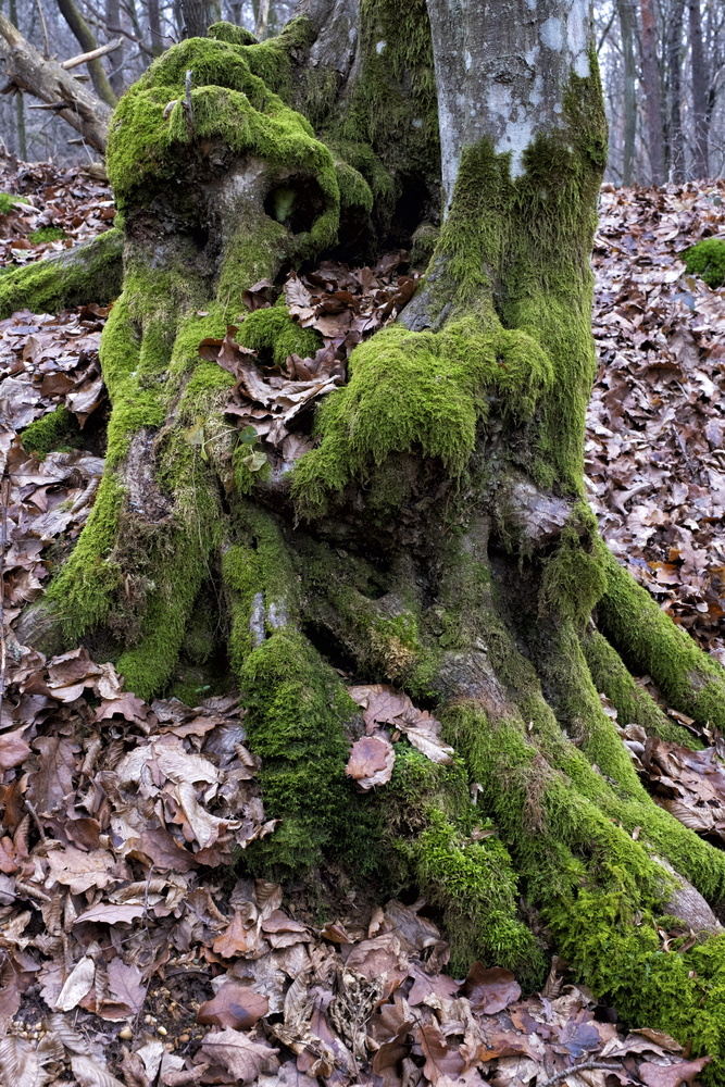 View Teh skull by Laszlo Kollar