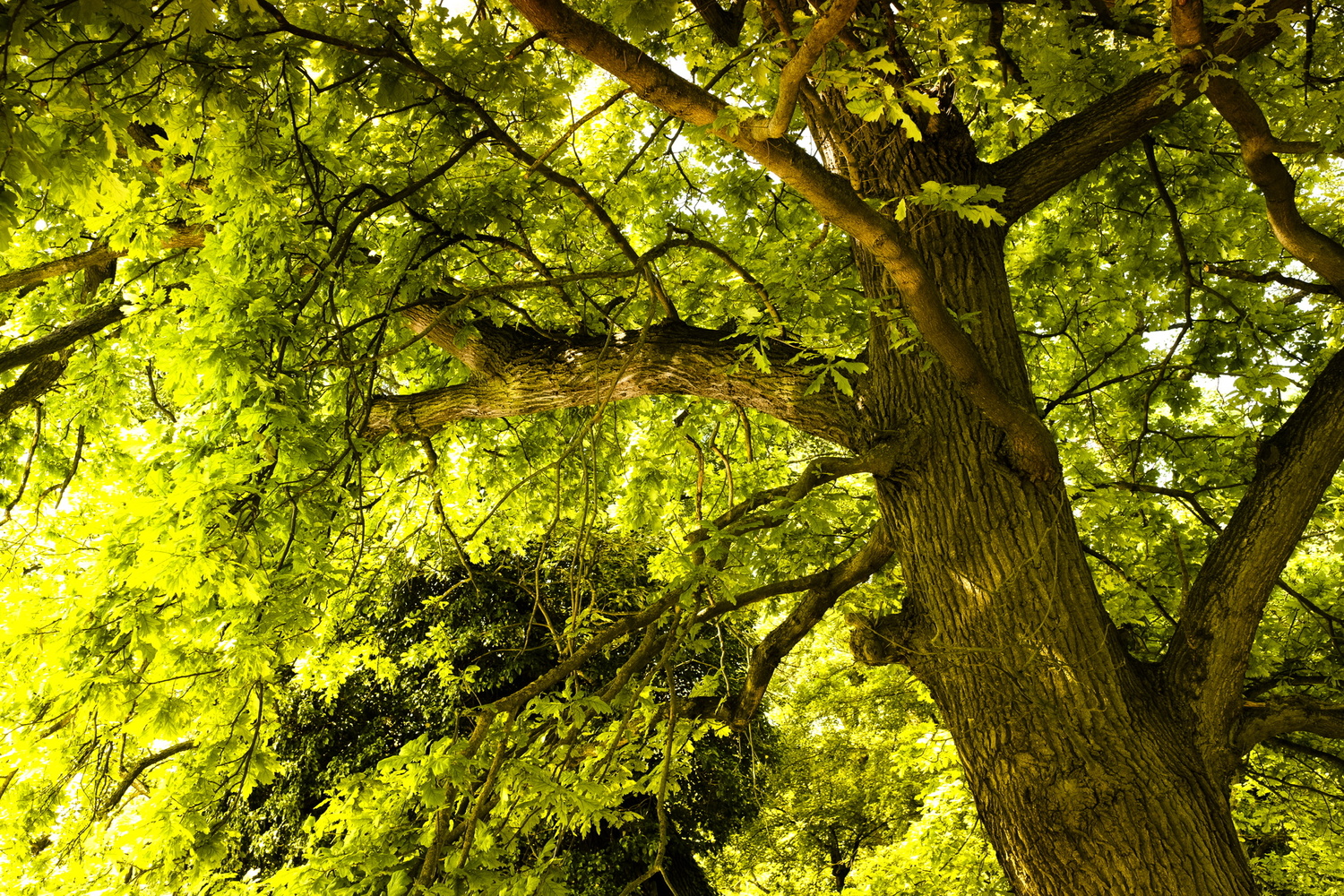 View Untitled 12 by Laszlo Kollar
