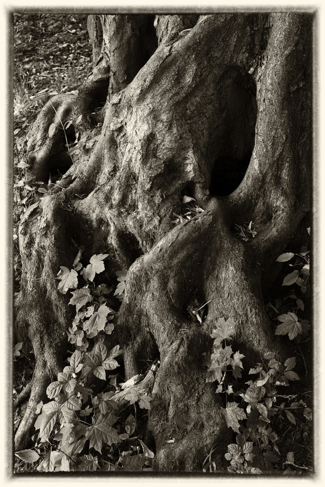 View Roots by Laszlo Kollar