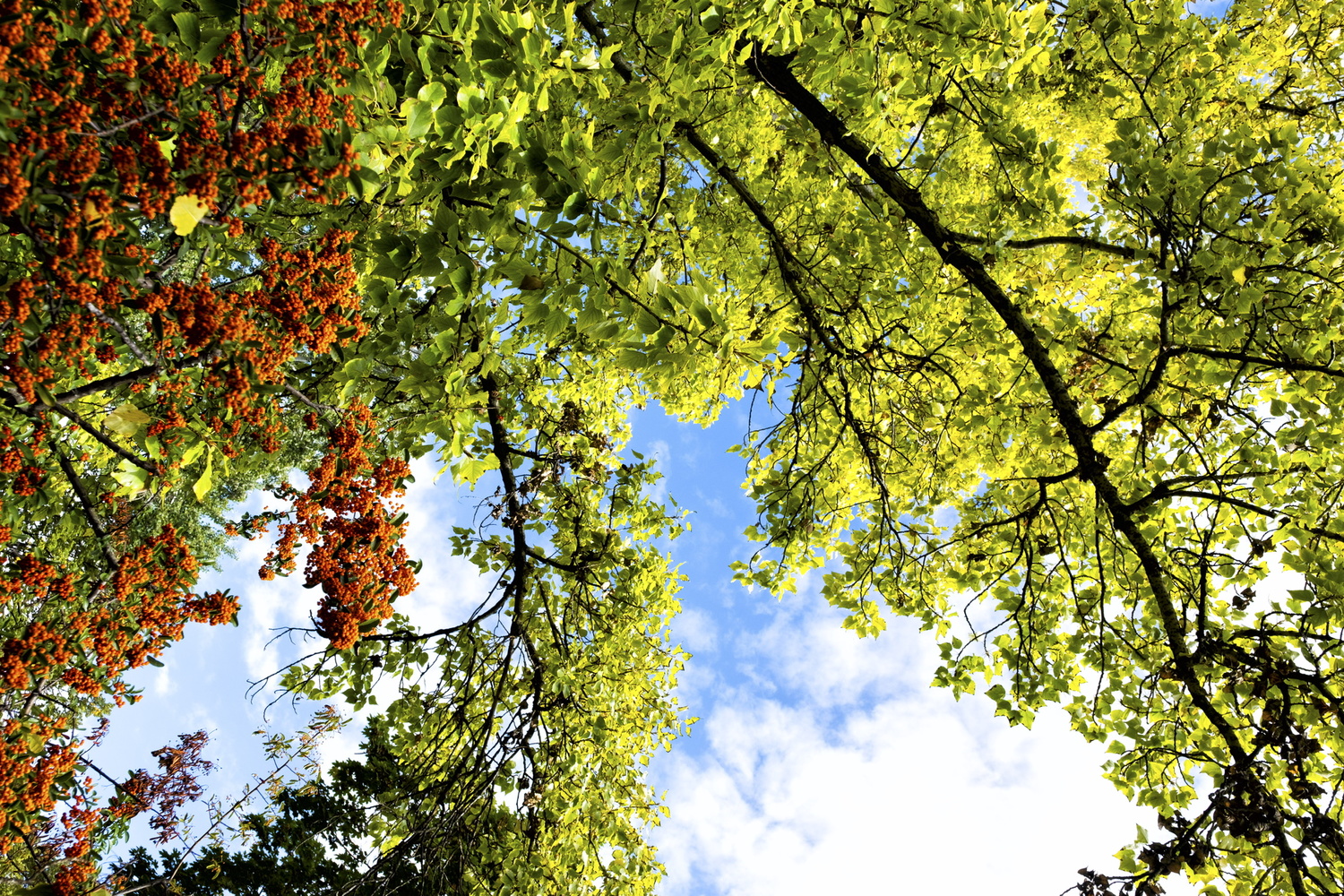 View November colours by Laszlo Kollar