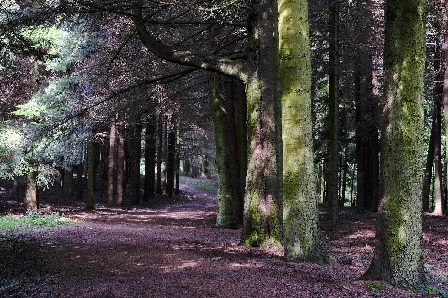 View In the wood by Laszlo Kollar