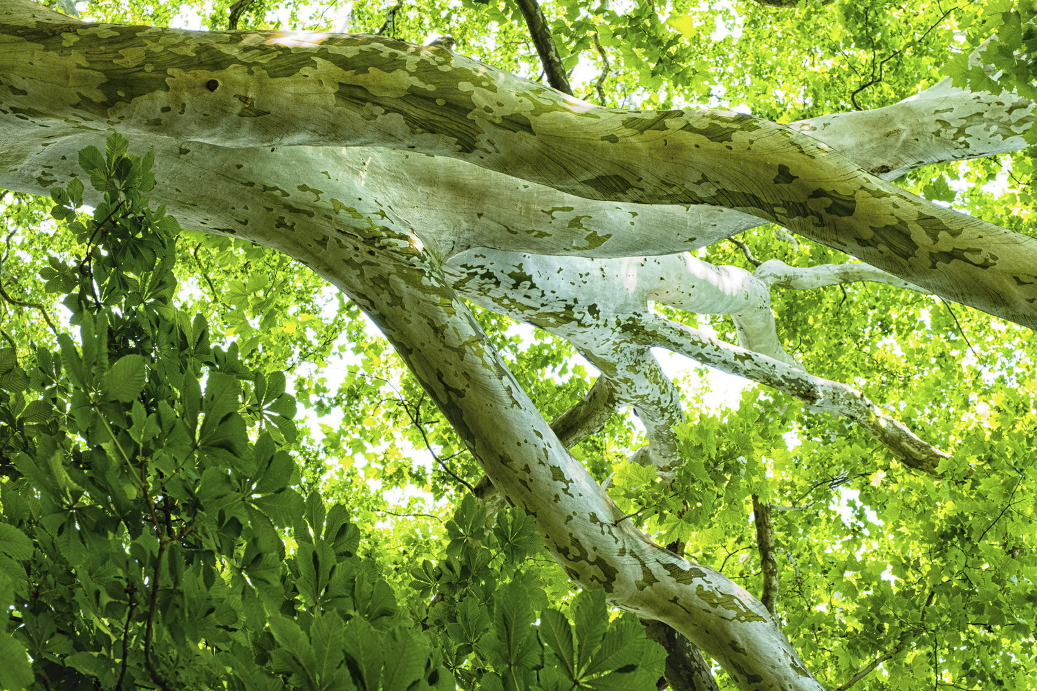 View Sycamore by Laszlo Kollar