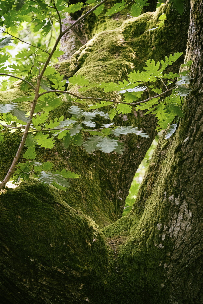 View Oak by Laszlo Kollar