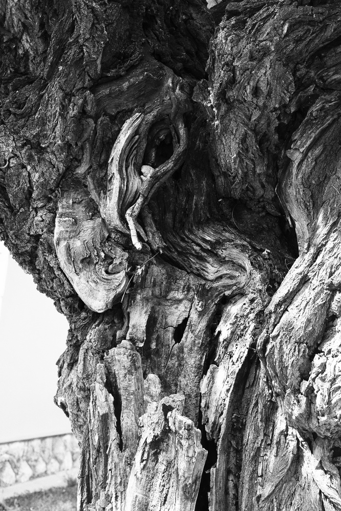 View Grandmother Willow by Laszlo Kollar