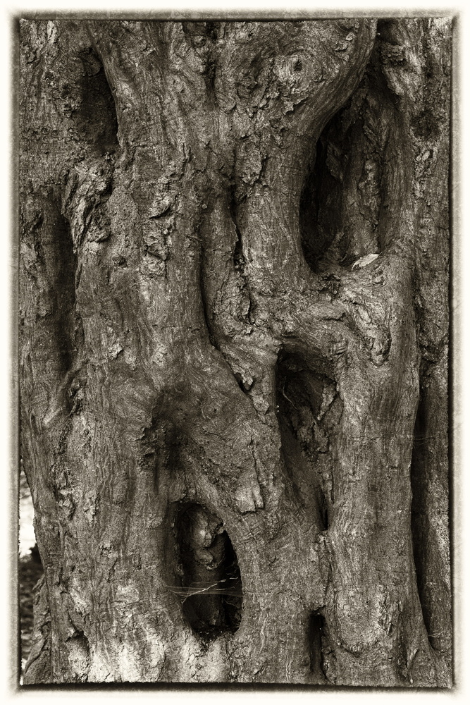 View Hollowed tree by Laszlo Kollar
