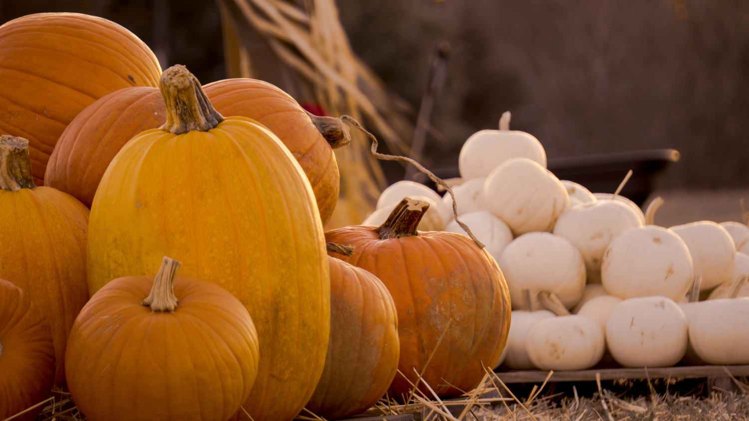 View Pumpkin Patch by Jason Porter