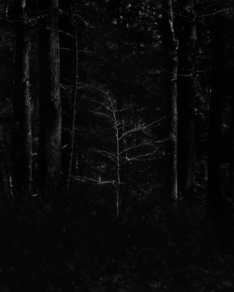 View Untitled 1 by Ugo Filion