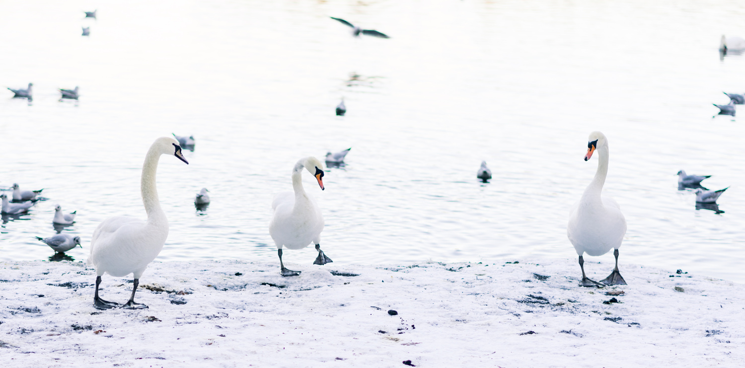 View Winter Wonder by brian walsh