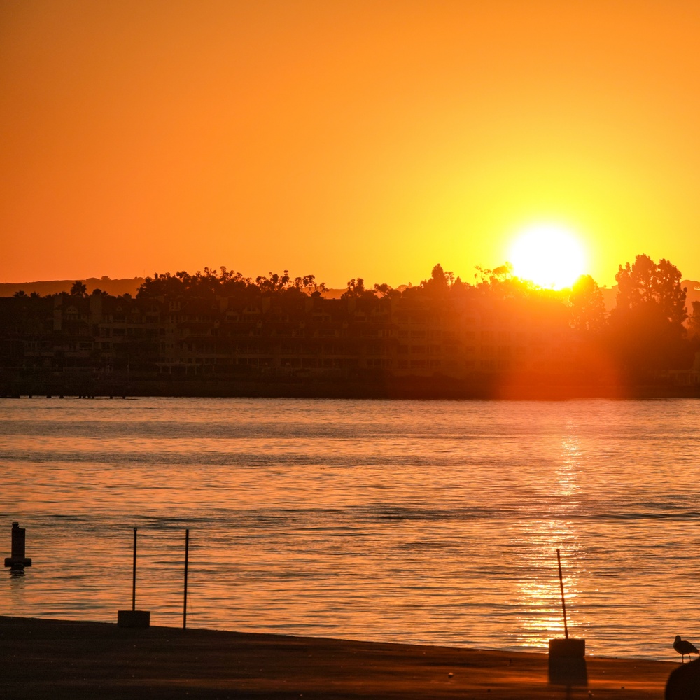 View Sunset birdy by Chris Christian