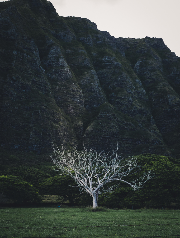 View Tree of Life and Death by Henri Halle