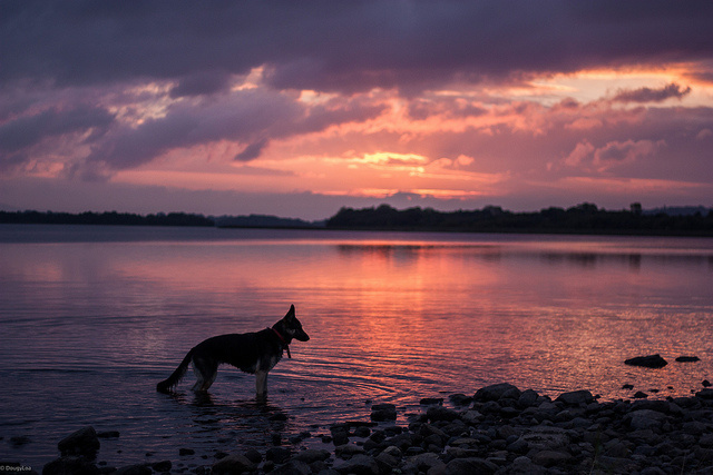 View Doggy Sunset by Brian Loane