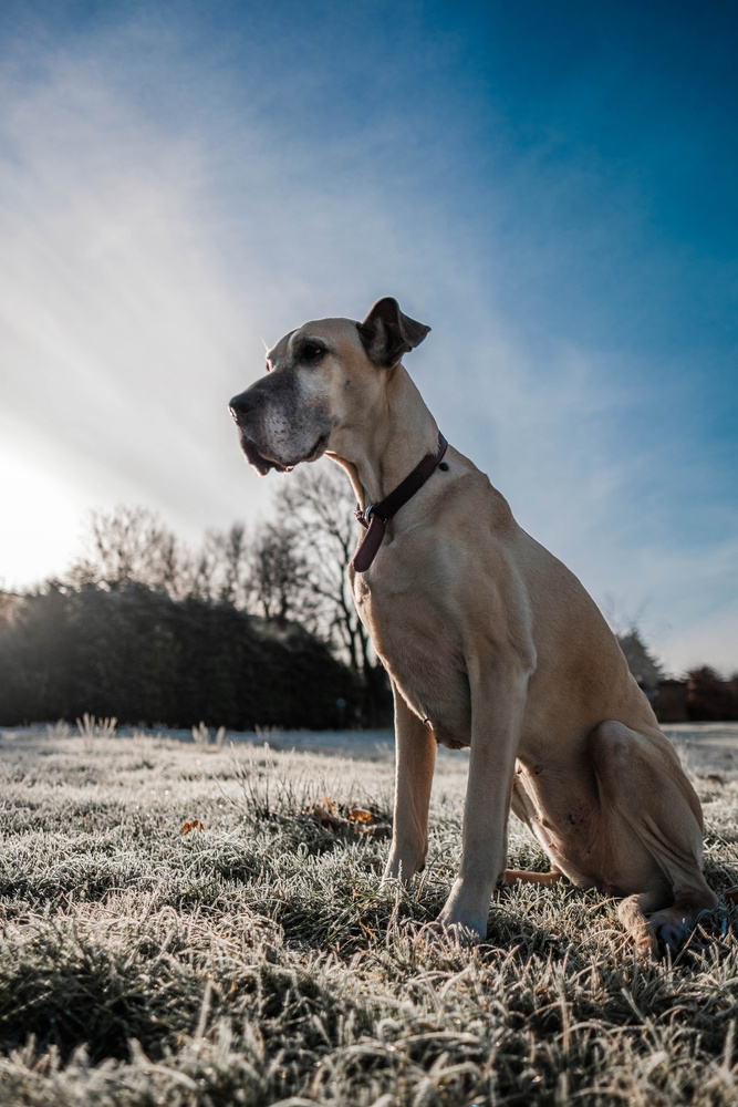View Dogo in the Frost by Brian Loane