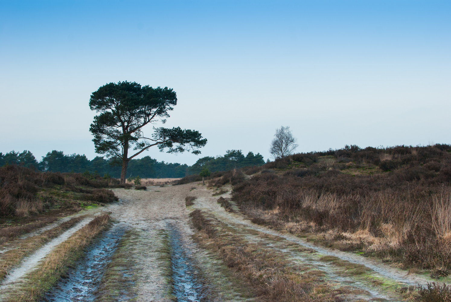 View lonely tree by Preben Hermans