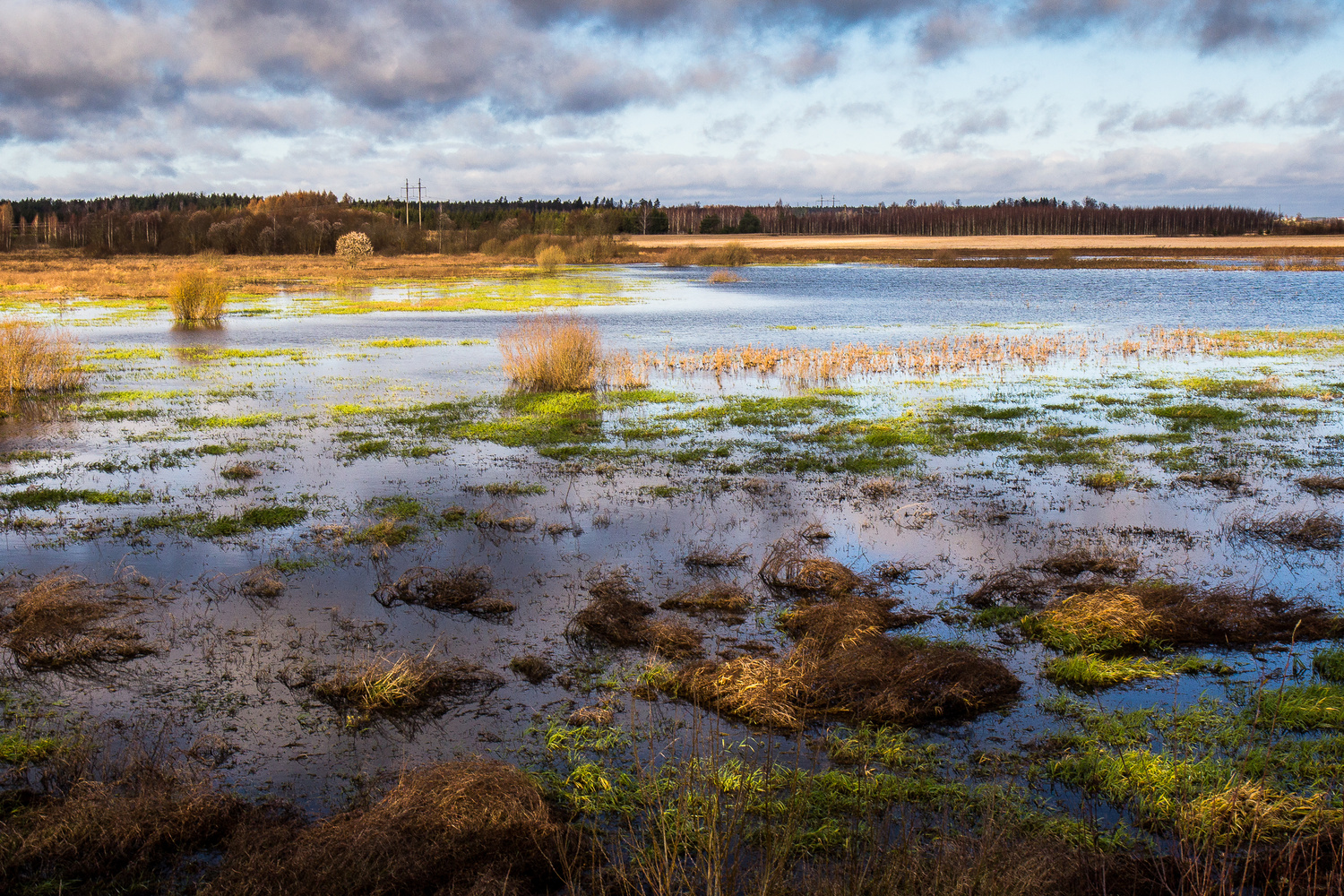 View Swamp by Teo Teddy