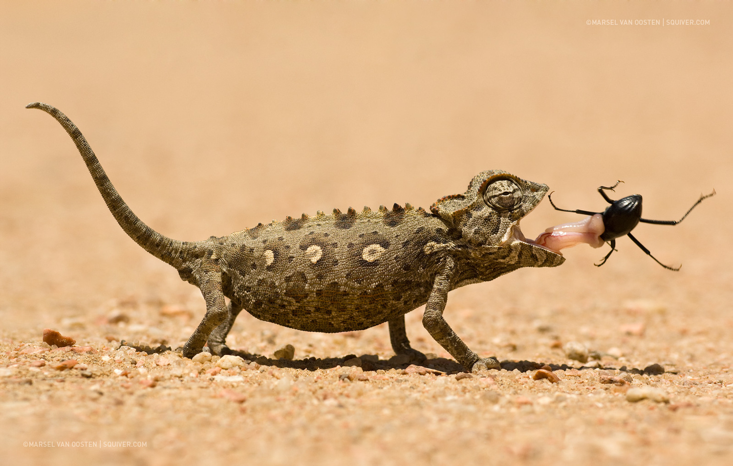 Gotcha! - Marsel van Oosten on Fstoppers