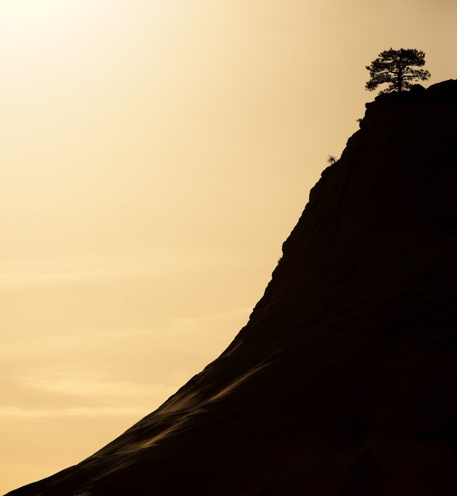 Silhouetted tree atop a steep hillside against a golden twilight sky
