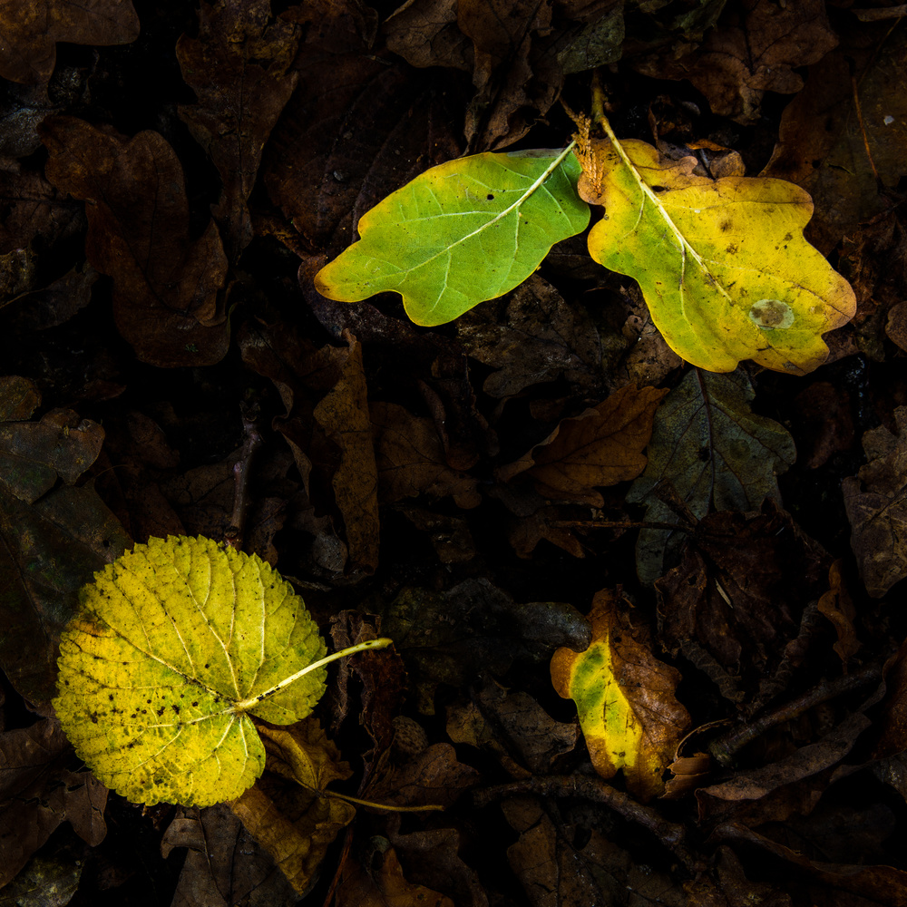 View Untitled 12 by Jack Bronziet