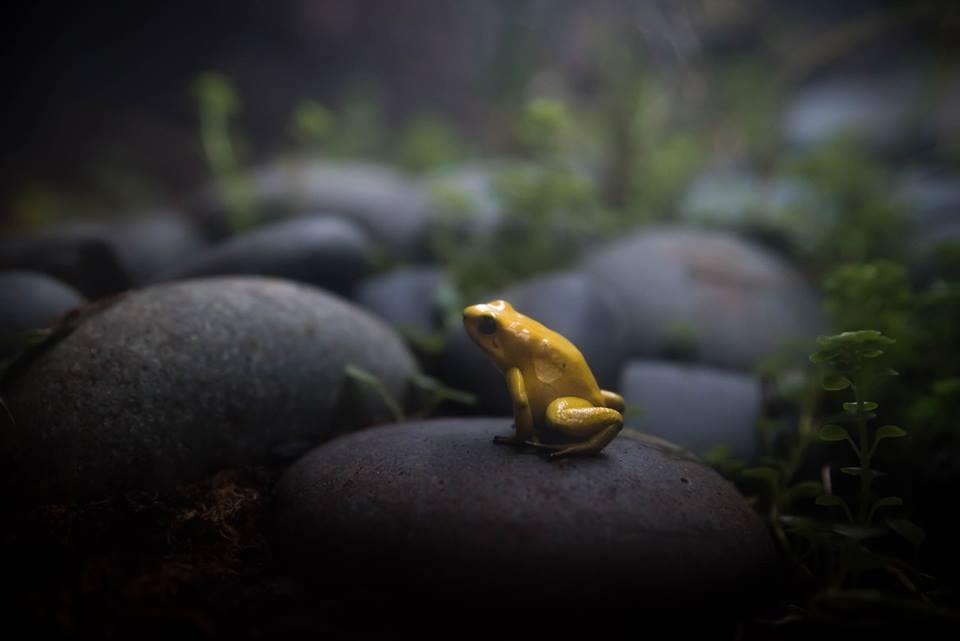View Deadly Frog by adam barefoot
