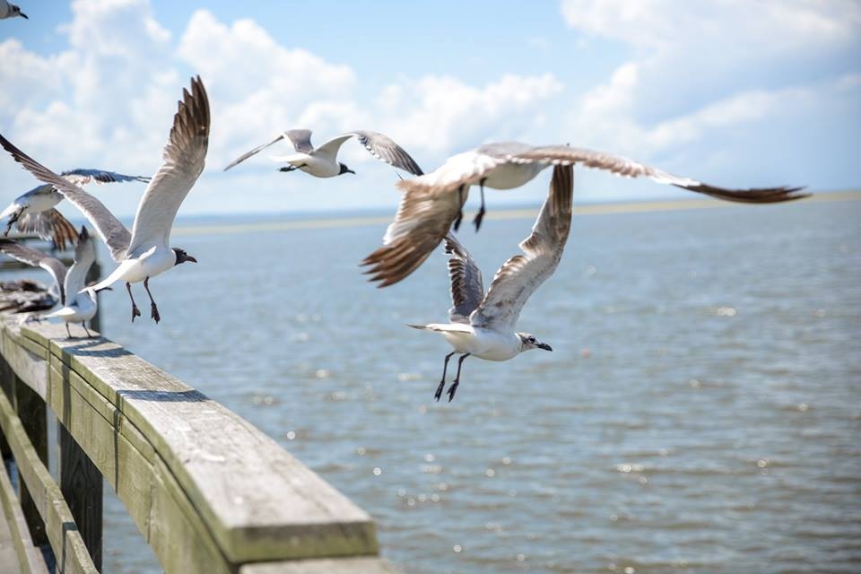 View Birds by adam barefoot