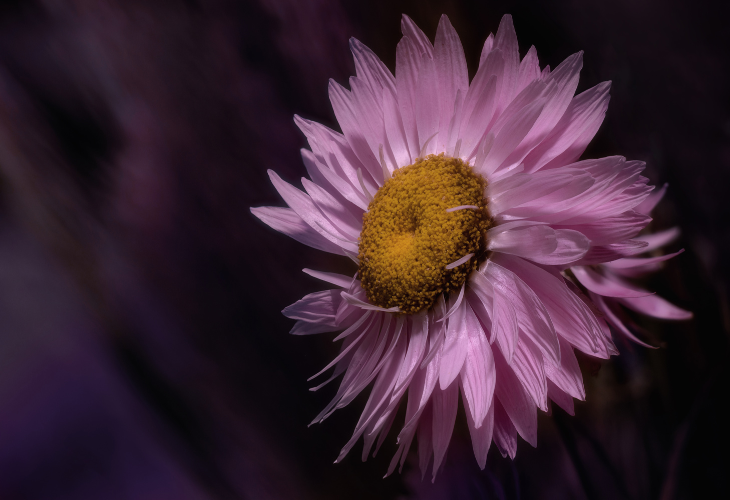 View Untitled 2 by Leon Brouwer