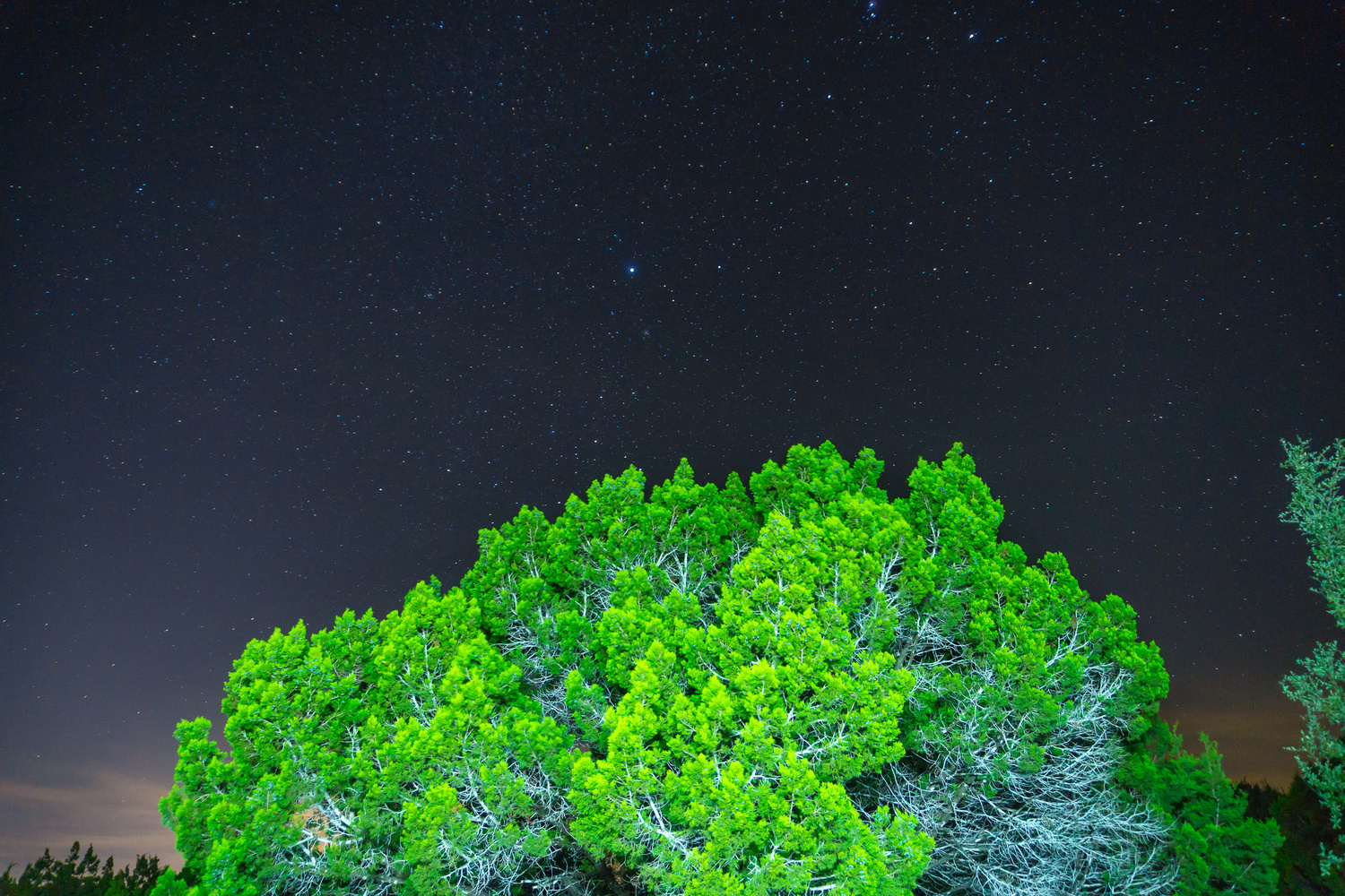 View Stars behind the Green Tree by Kevin Hill