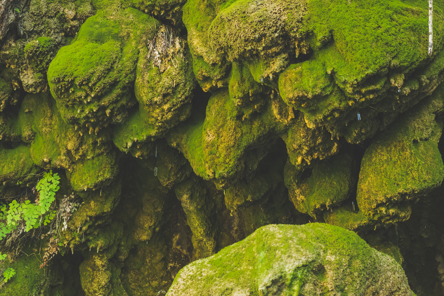 View Green Moss on the Creek Wall by Kevin Hill