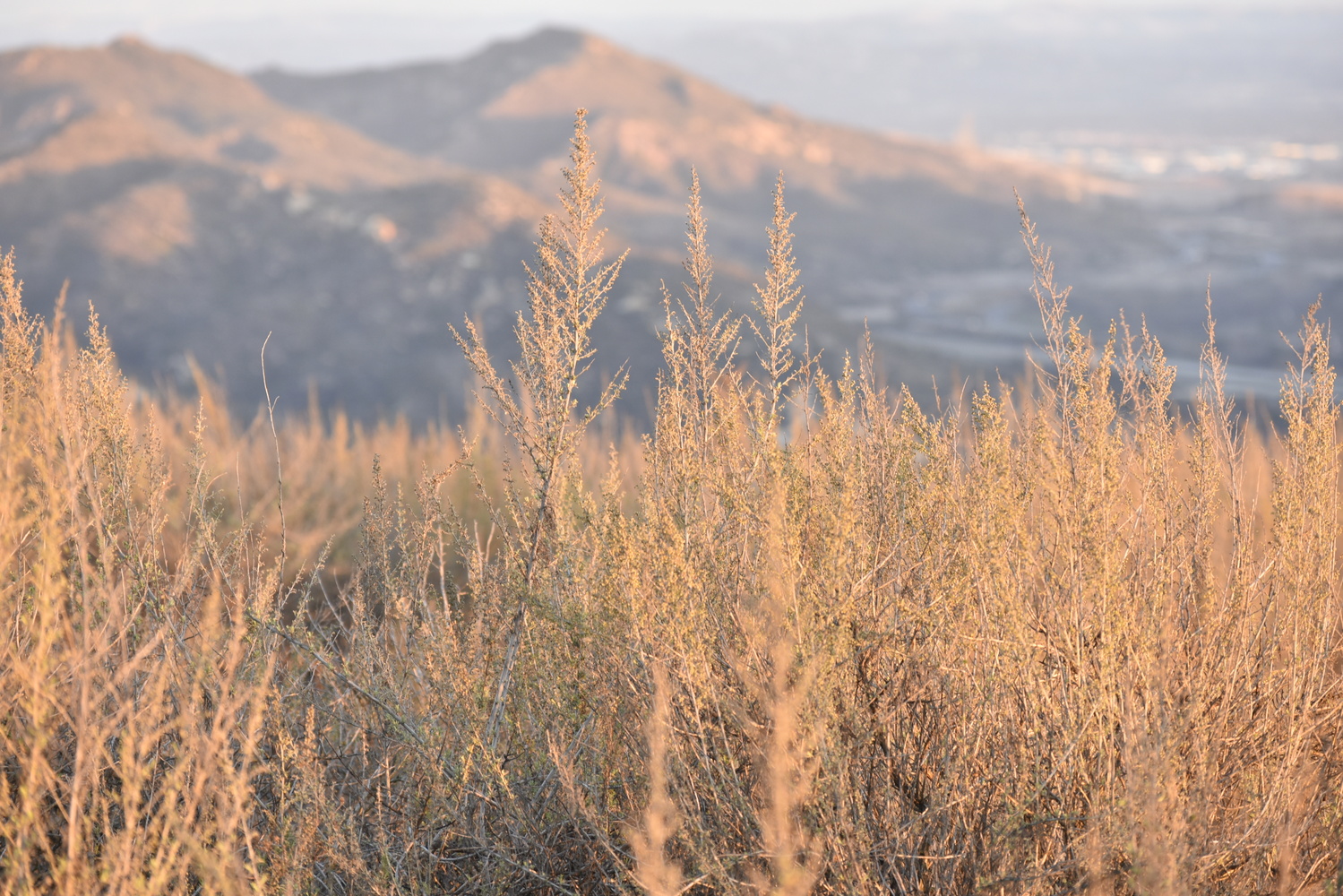 View Light Grass by Steven Reliford