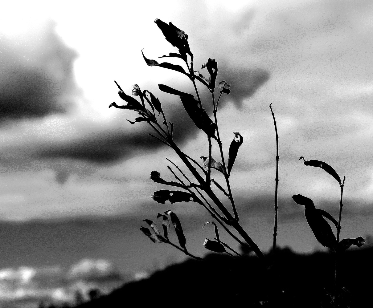 View black and white by Richard Robinson