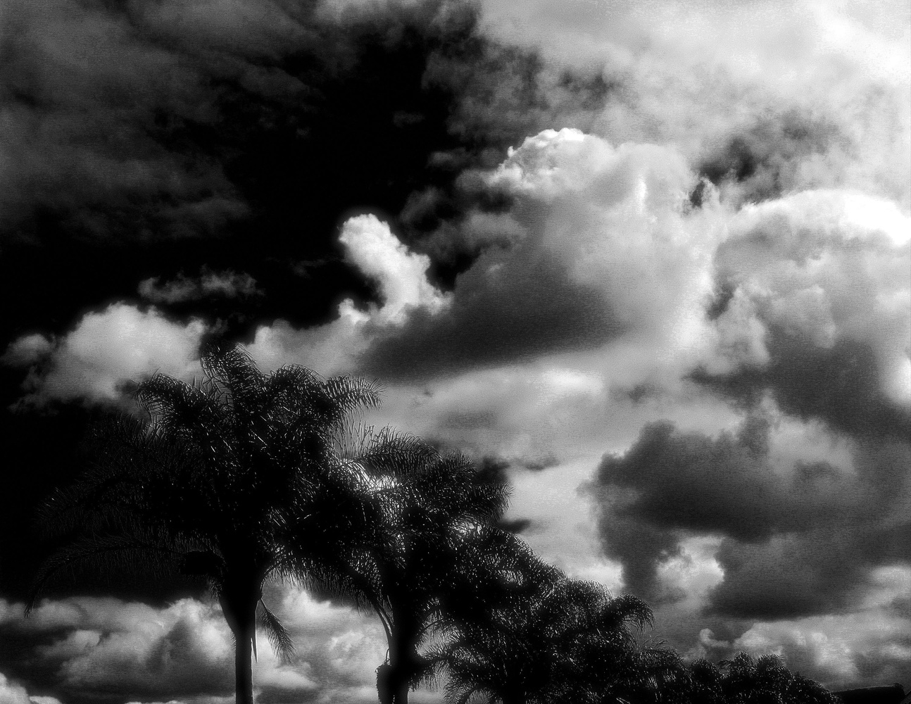 View avenue of trees by Richard Robinson